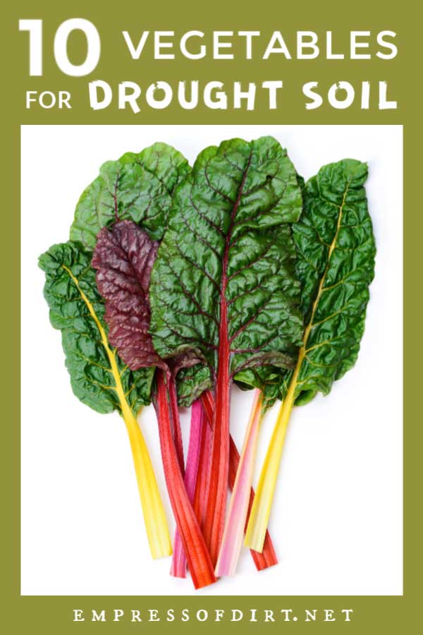 10 Best Vegetables for Drought Soils | Empress of Dirt