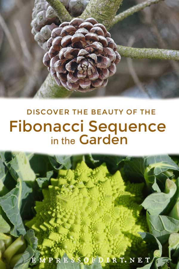 Pinecone and romanesco broccoli have Fibonacci spirals.