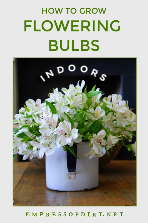 White flowering bulbs in container indoors.