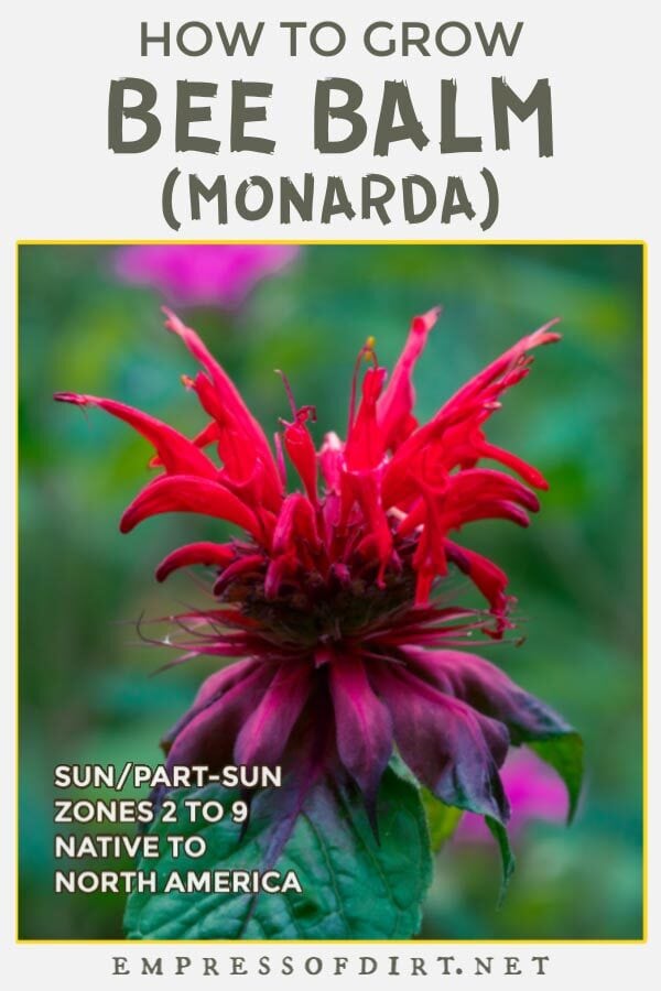 Monarda, or bee balm as we call it, is a member of the mint family, and a popular plant for attracting hummingbirds and butterflies. Red bee balm (monarda) flower.