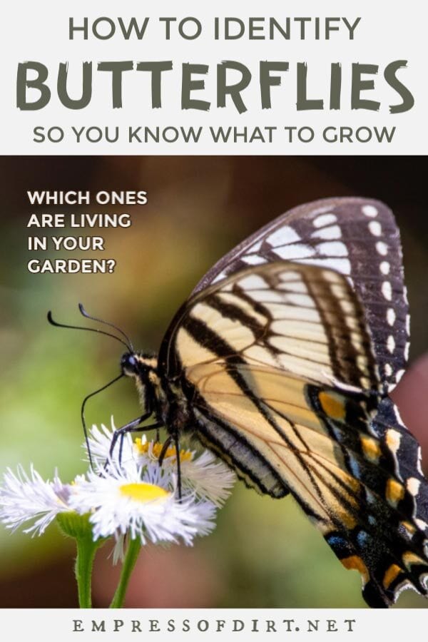 Need help identifying butterflies? These quick tips show how to recognize the differences between various groups of butterflies. Butterfly taking nectar from flower.