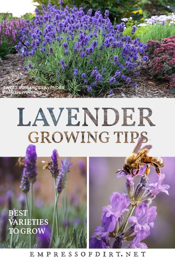Examples of lavender growing in the garden with a pollinating bee.