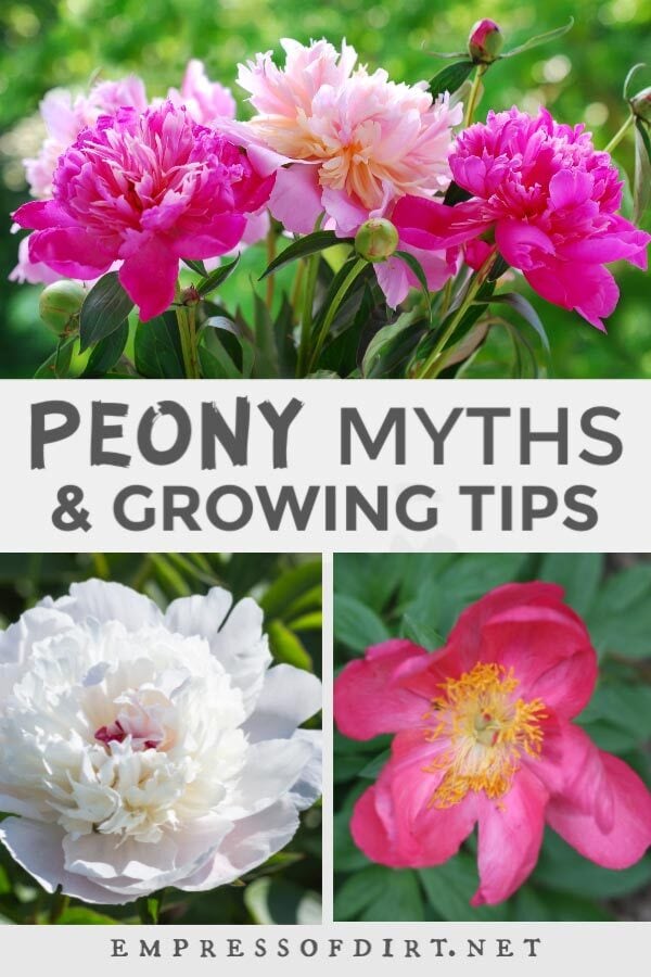Dark and light pink peony flowers in garden.