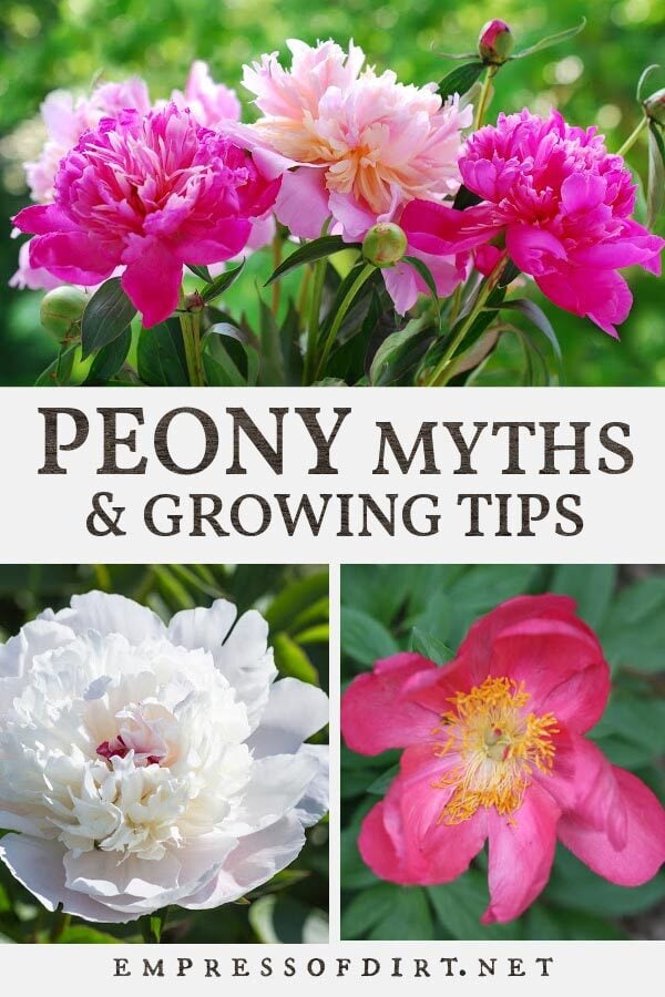 Light and dark pink peonies flowering in the garden.