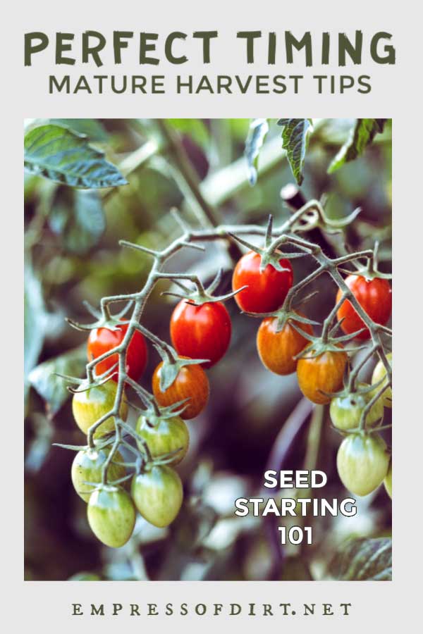 How to Time Your Indoor Seed Sowing Just Right Tomatoes ripening on the vine.