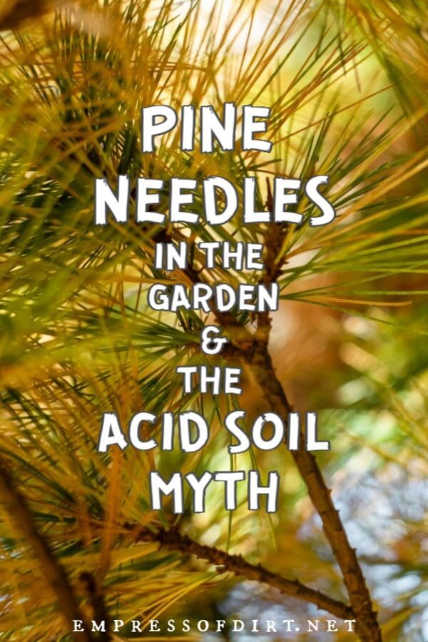 Close up of pine needles on a tree branch.