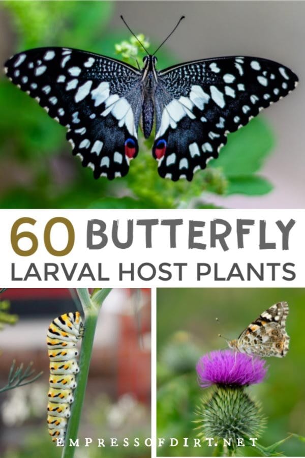 These plants are essential for butterflies to survive, providing a place to lay their eggs. See the entire list of host larval plants.