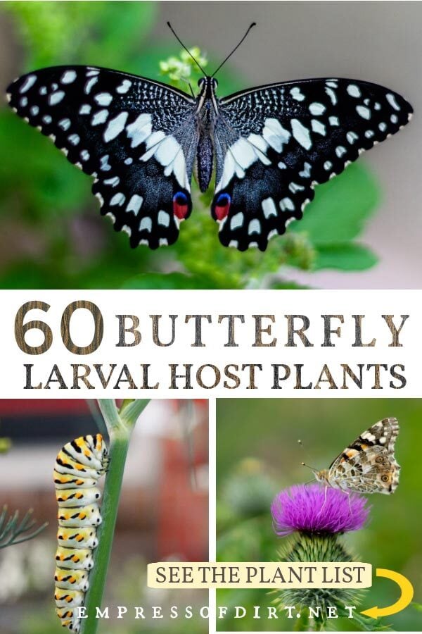 Butterflies and the plants they need for their larvae to survive.