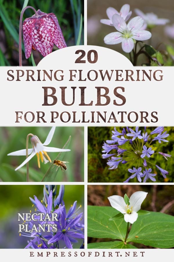 20 Spring Bulbs For Pollinators