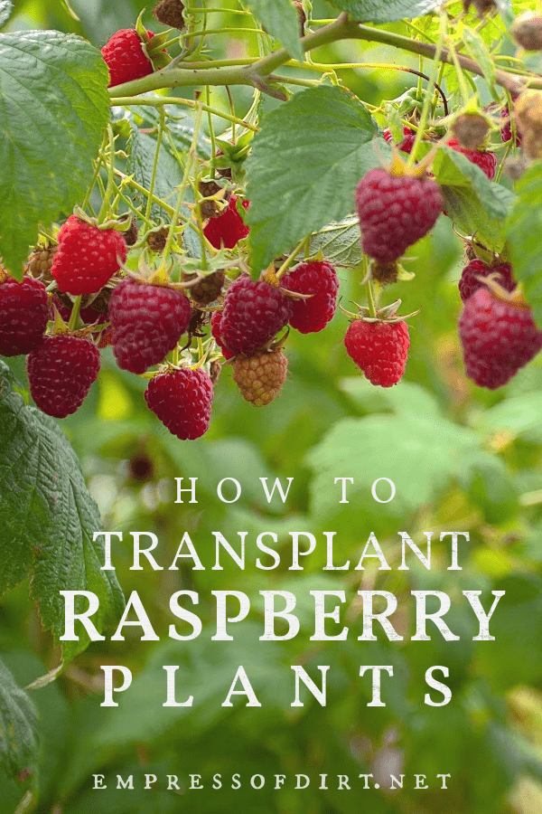 Raspberries growing on a bush.