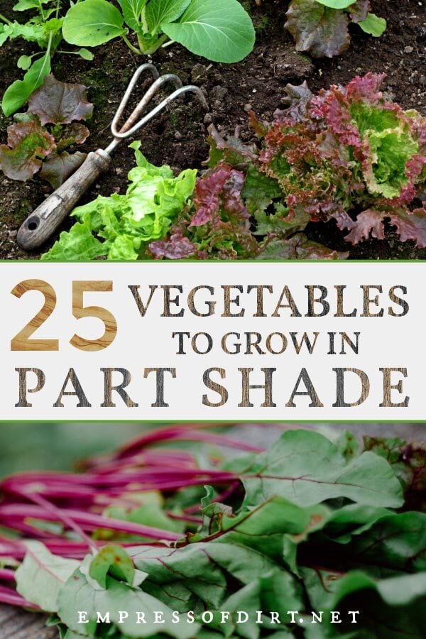 Examples of vegetables to grow in shade conditions including lettuces and chard.