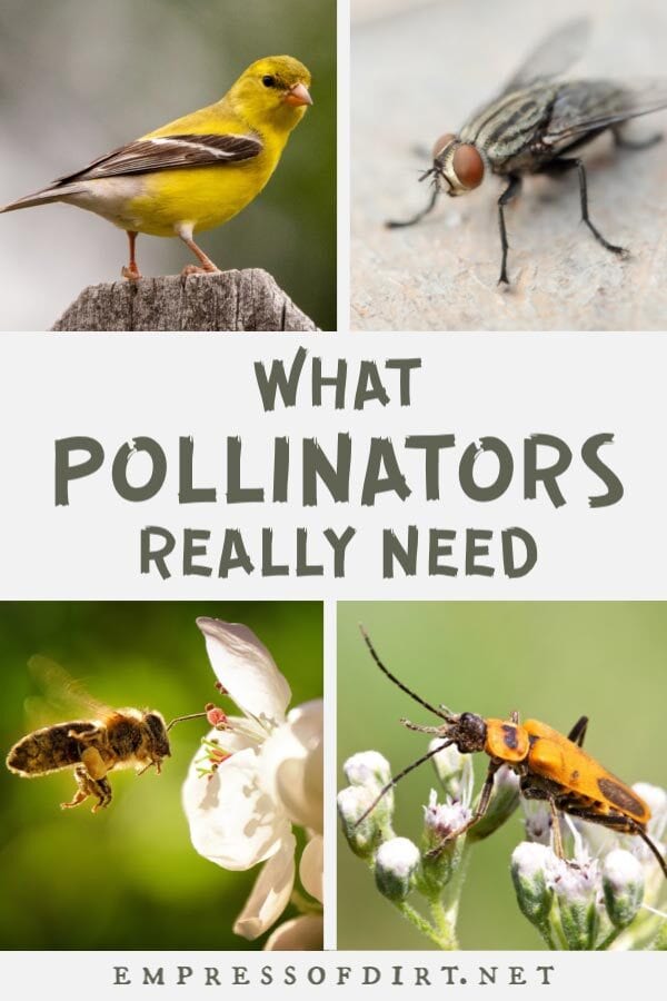 Examples of plant pollinators including a goldfinch bird, fly, bee, and beetle.