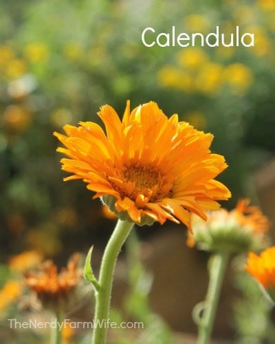 calendula