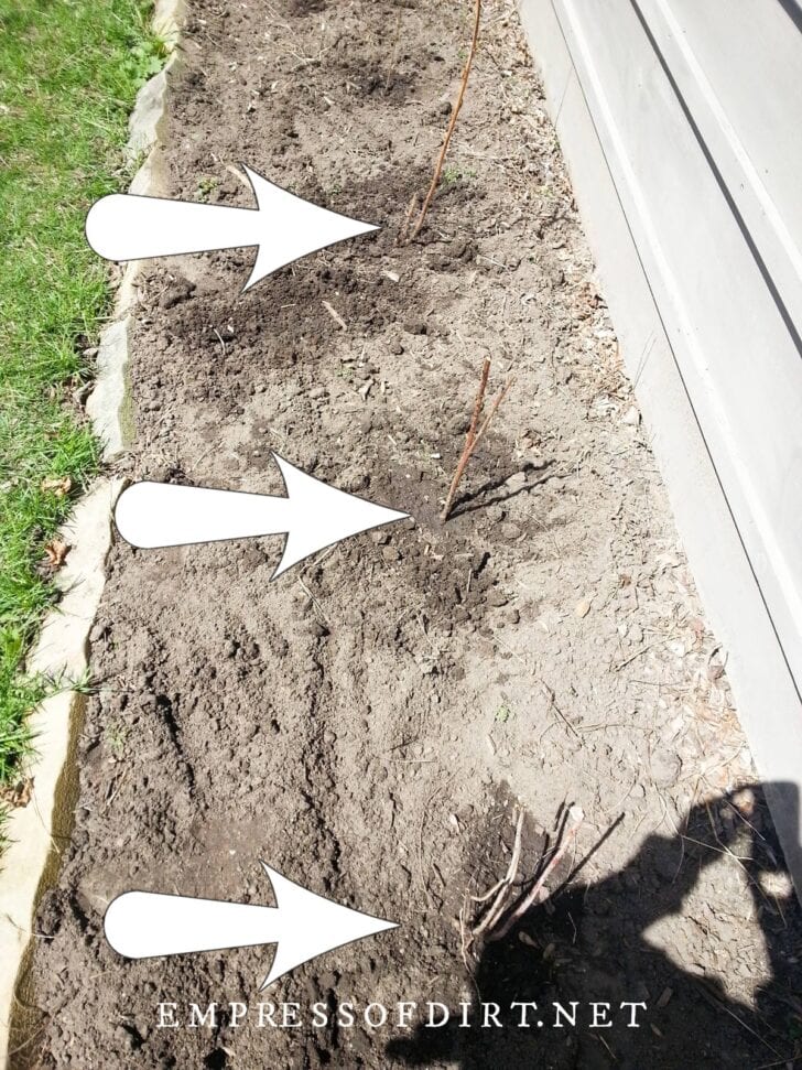 How to Transplant Raspberries and Grow More Fruit — Empress of Dirt