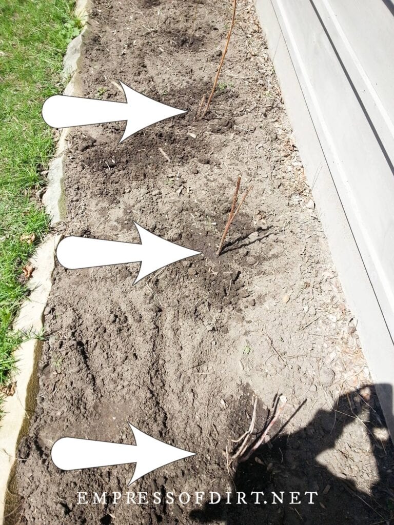 How to Transplant Raspberries and Grow More Fruit — Empress of Dirt