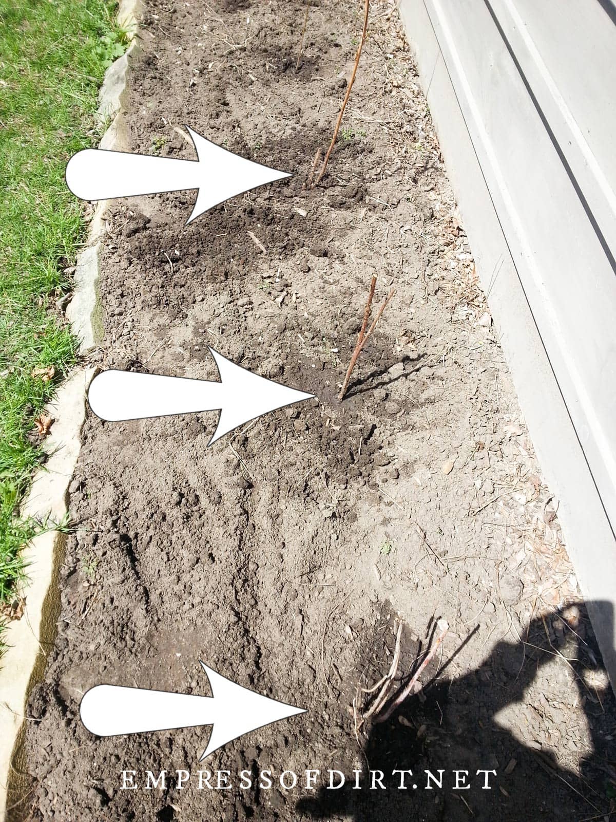 How to Transplant Raspberries and Grow More Fruit — Empress of Dirt