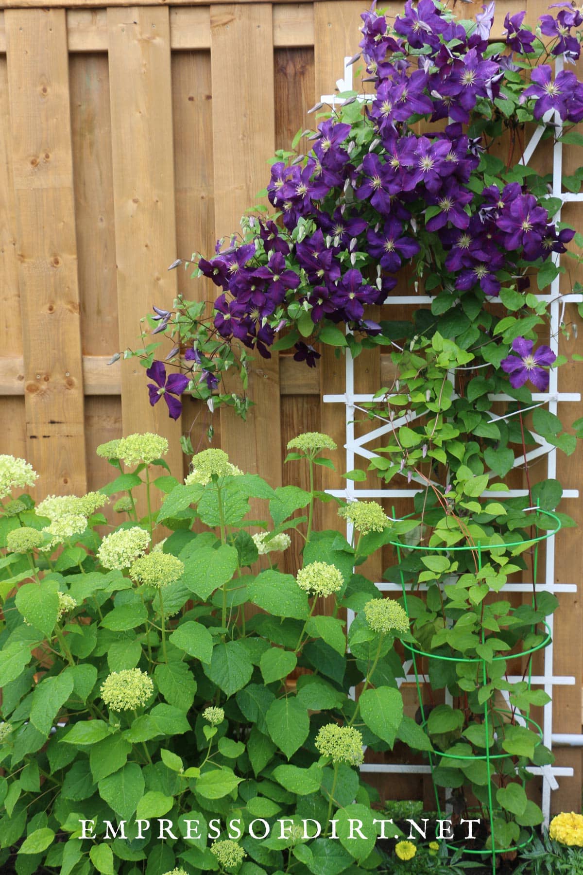 Tips for Choosing the Right Clematis Trellis