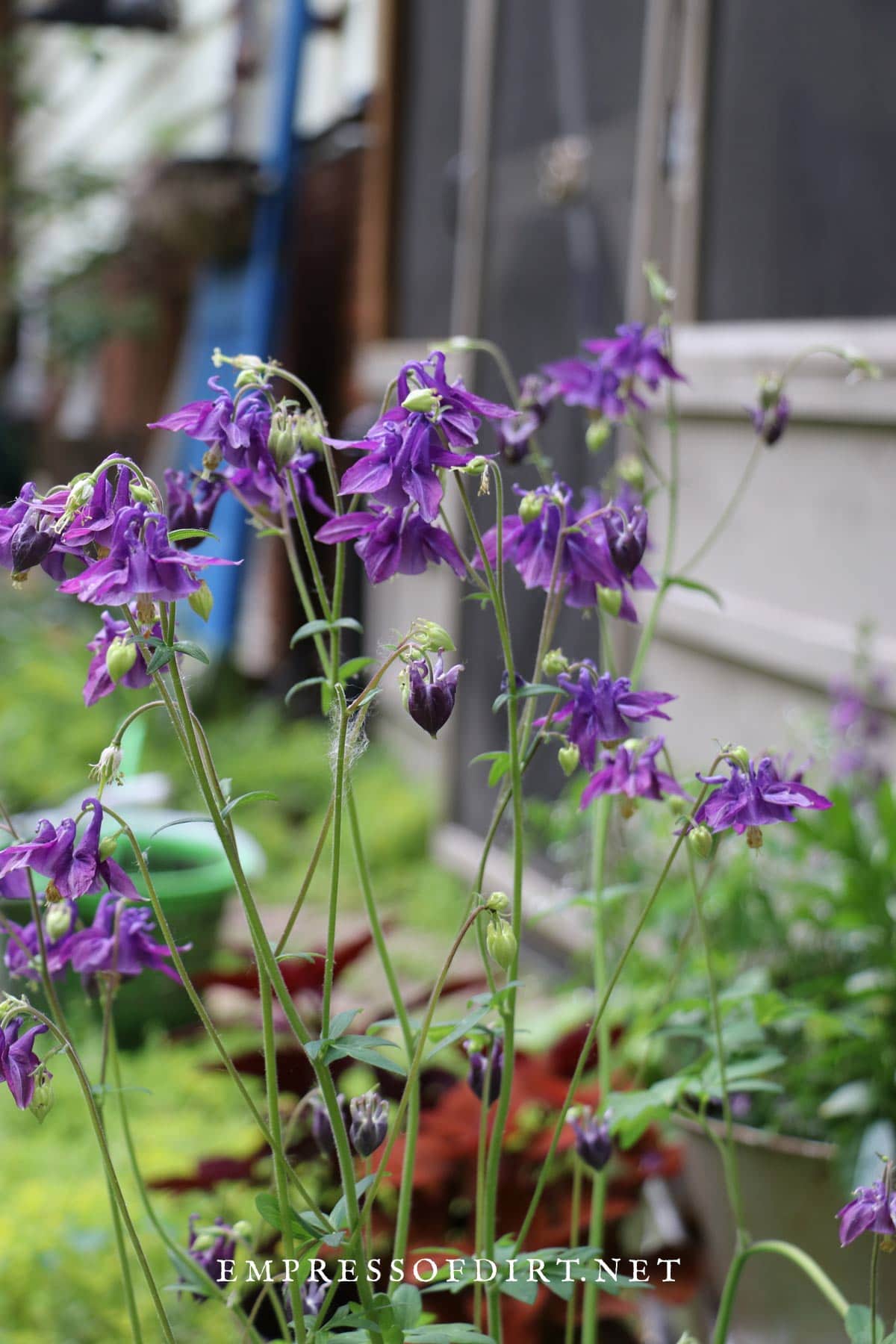 14 Delightful Early Summer Flowering Perennials — Empress of Dirt