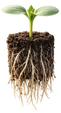 sunflower seedling with overgrown roots in soil block