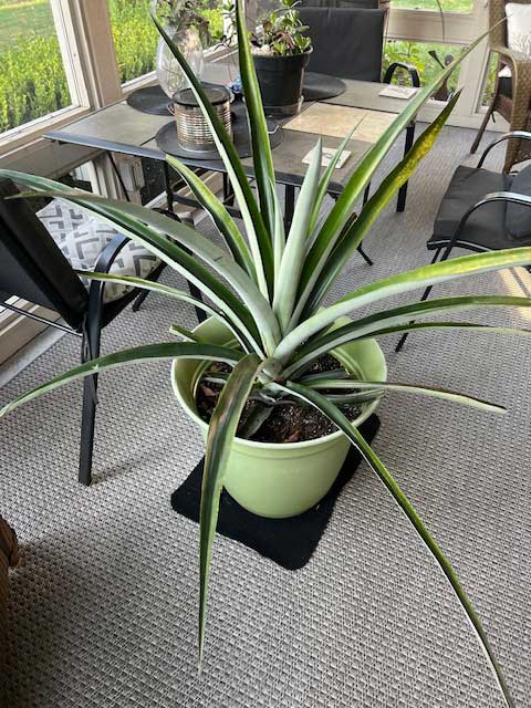 Pineapple plant propagated from a top.