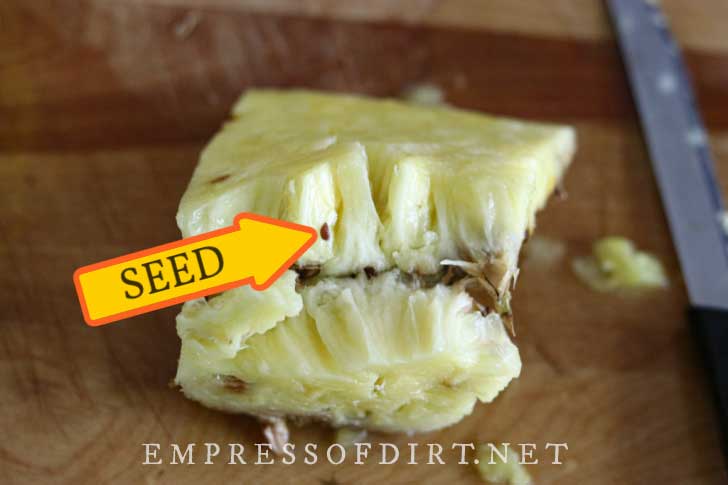 How To Grow Pineapple From Seed Two Methods