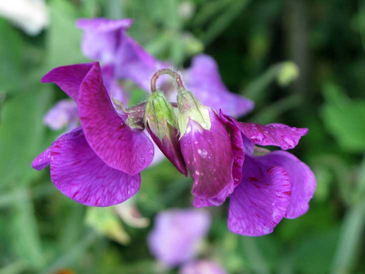 sweet pea flowers
