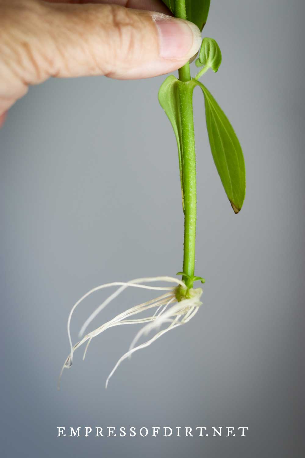 How to Grow Zinnia From Cuttings