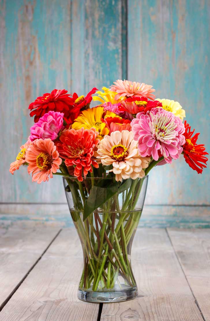 Flores zinnia