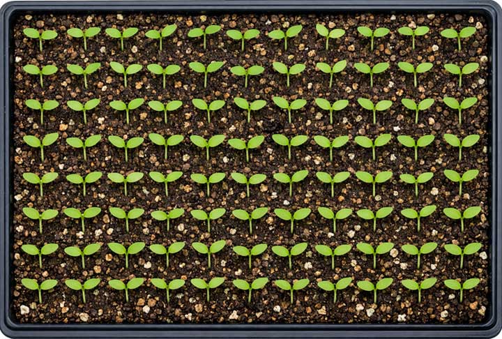 Seedlings growing in a 10x20" tray.