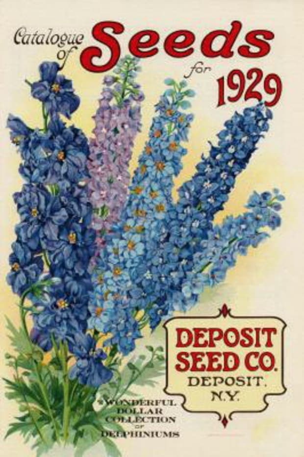 vintage seed packet