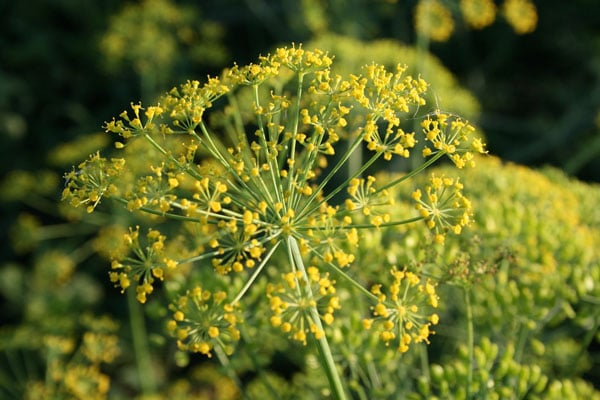 Dill -Pollinator Friendly Gardening: We know it's important to provide flowers that attract butterflies, but there's another important element that is often overlooked. The baby nursery! Without a place to lay their eggs and nurture their young, we can't have the mature butterflies we love and provide essential pollination for our gardens. Dill -Pollinator Friendly Gardening: We know it's important to provide flowers that attract butterflies, but there's another important element that is often overlooked. The baby nursery! Without a place to lay their eggs and nurture their young, we can't have the mature butterflies we love and provide essential pollination for our gardens.
