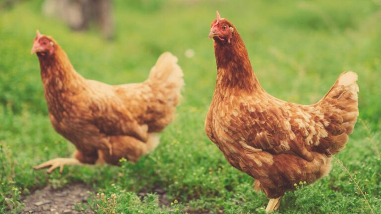 Helpful & Harmful Plants for Backyard Chickens &mdash; Empress of Dirt