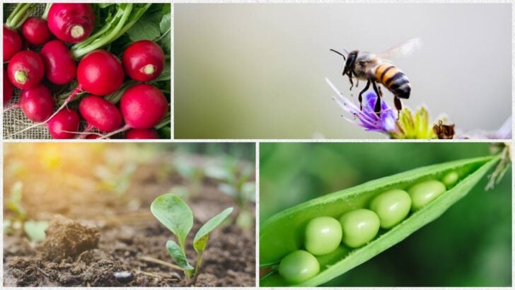 Scenes from the garden.