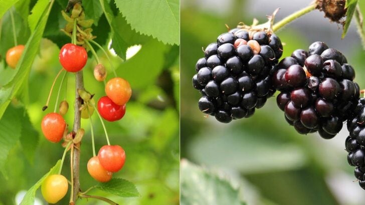 Cherries and blackberries.