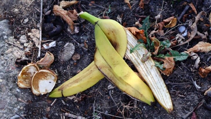 Banana peel in the garden.