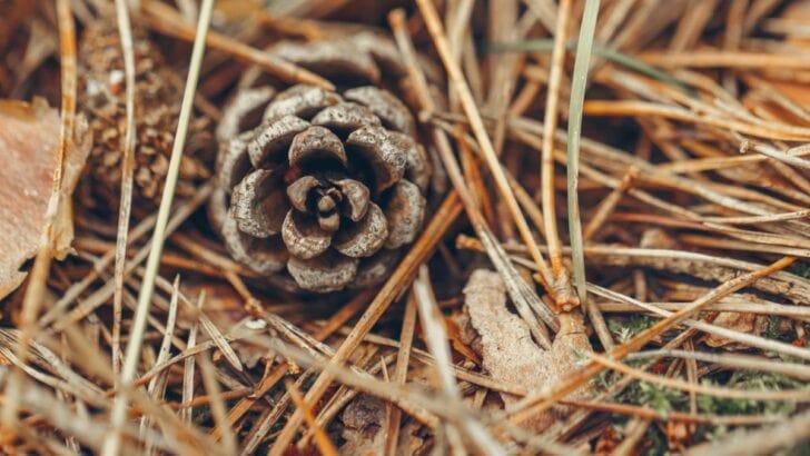Pine needles in the garden.