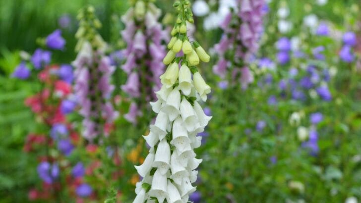 Foxgloves growing in the garden.