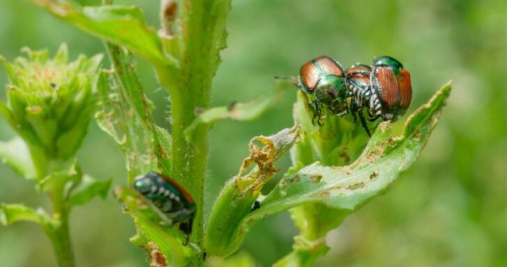 Japanese bugs eating plant foliage.