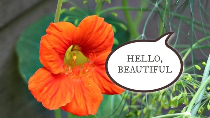 Talking to a flower.