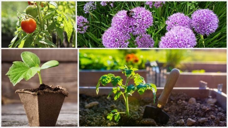 Plants in the garden.