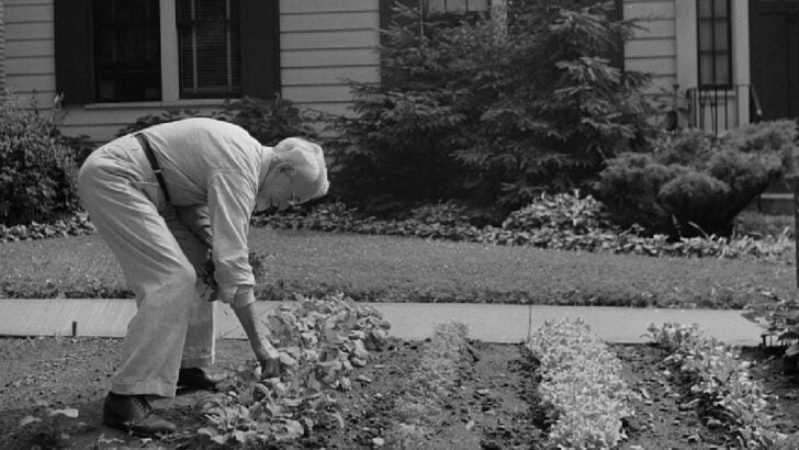 Man tending to front yard victory garden.