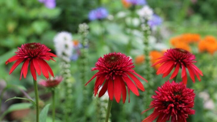 Annuals and perennials in the garden.