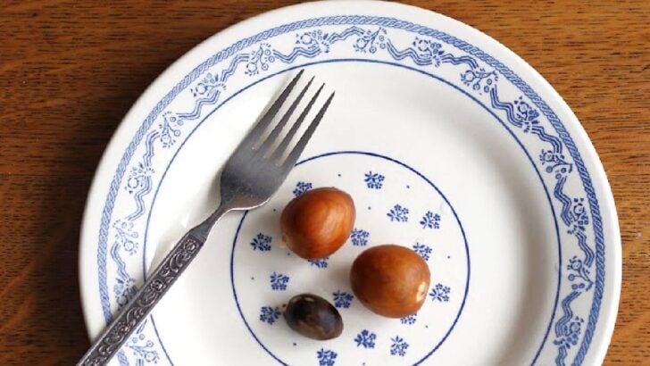 Avocado seeds on plate with fork.