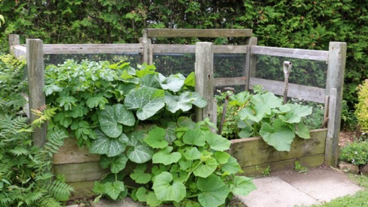 Large composting bins with squashes growing out of them.