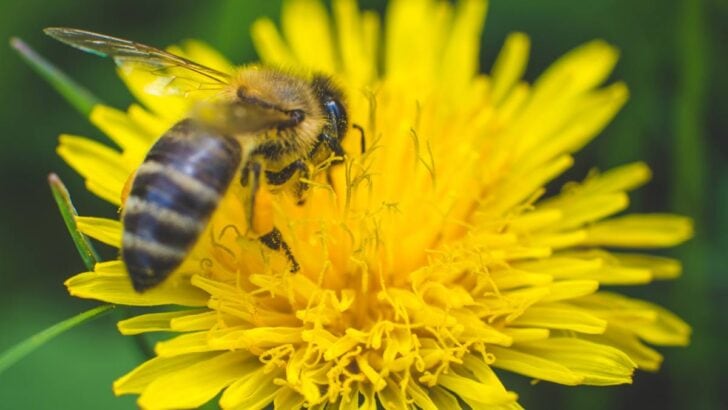 Bee collecting nectar on a dandelion.
