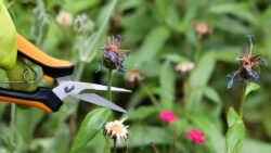 How to Deadhead Flowers & Make Way for More Blooms