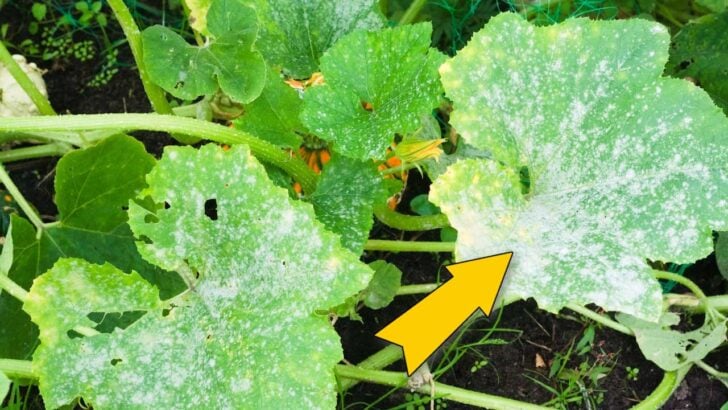 Powdery mildew on squash leaves