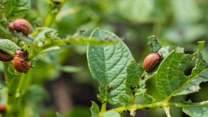 Insects eating plant leaves in garden.