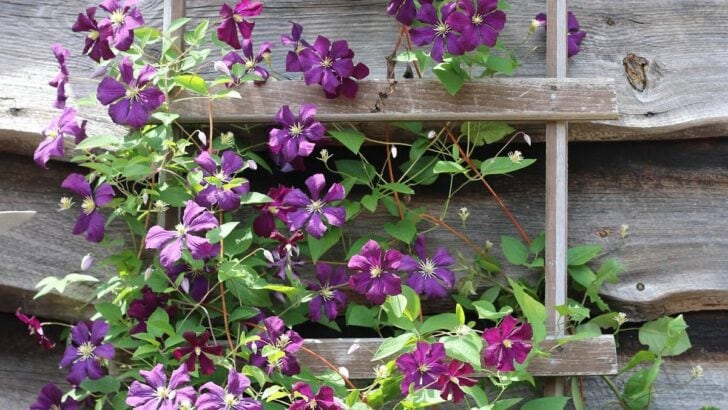 Purple clematis growing on trellis.
