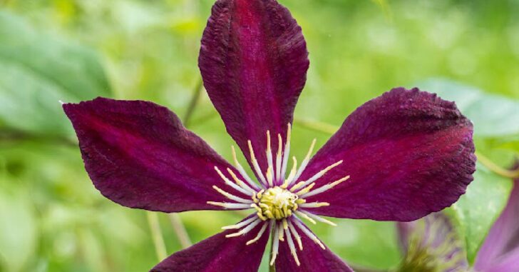 Red clematis flower.